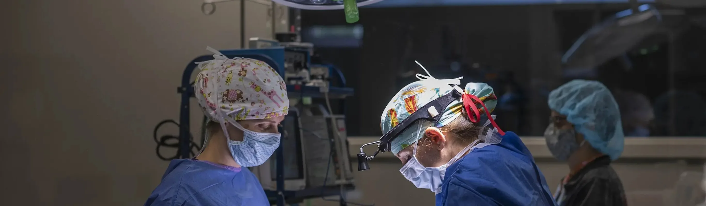 Two veterinarians performing surgery on a patient Two veterinarians performing surgery on a patient