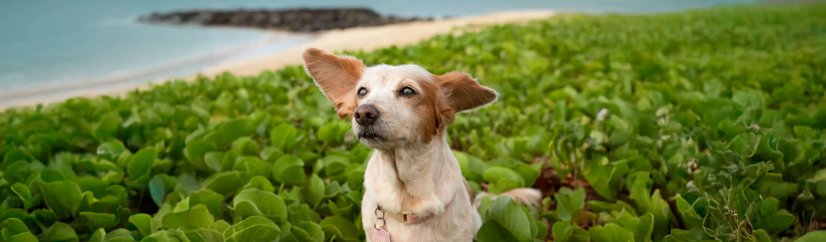 dog on the island dog on the island