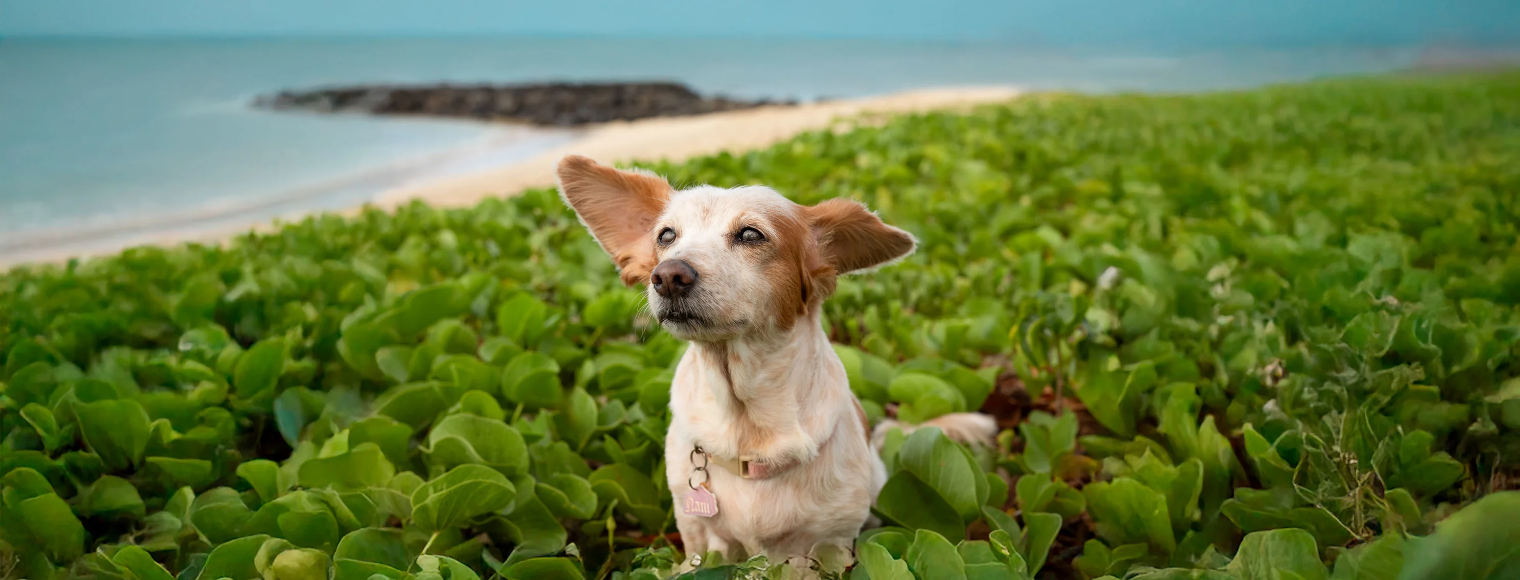 dog on the island dog on the island