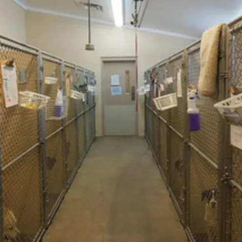 Boarding Area and large kennels at Animal Hospital of Signal Mountain