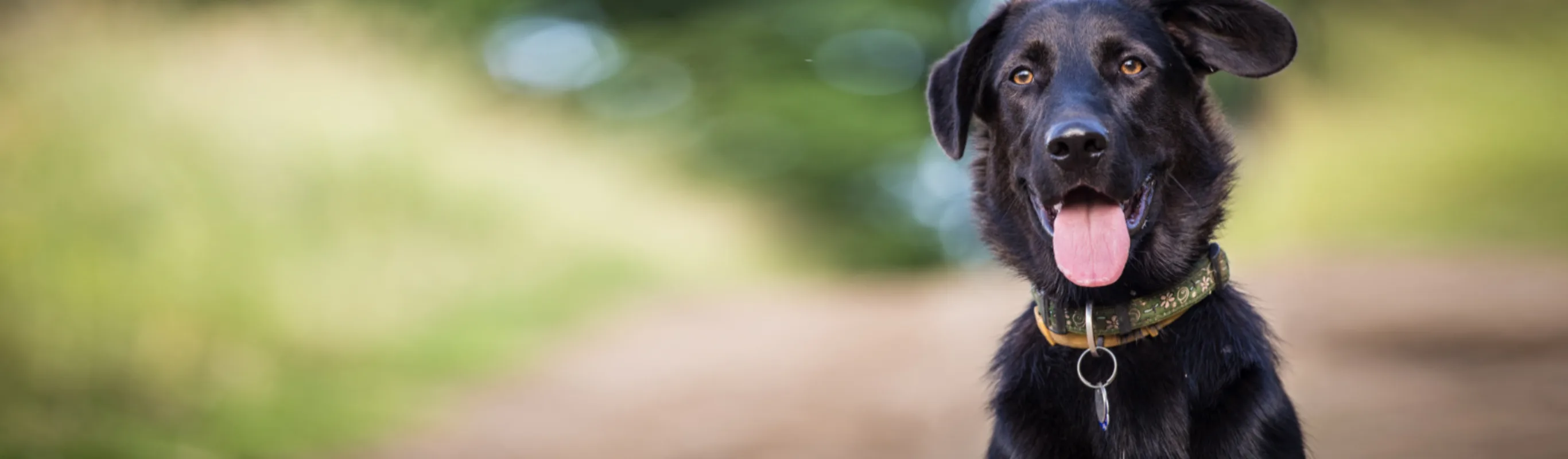 A Black Dog Sitting in the Forest A Black Dog Sitting in the Forest