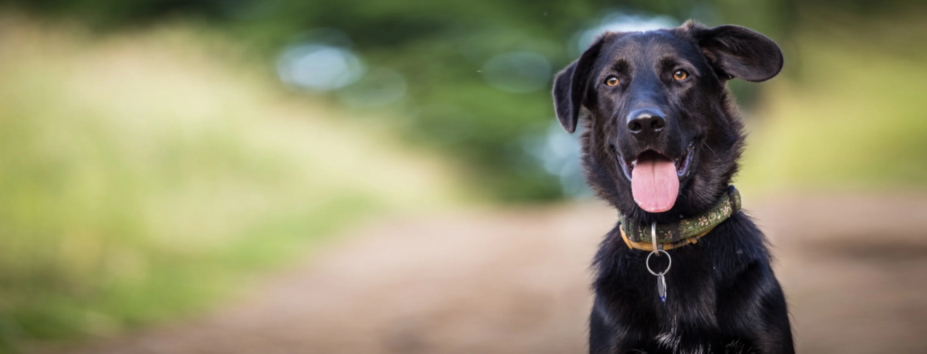 A Black Dog Sitting in the Forest