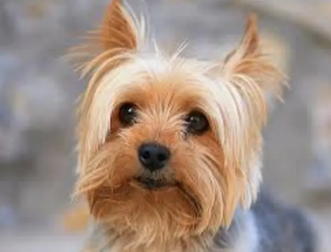 Brown dog Brown dog