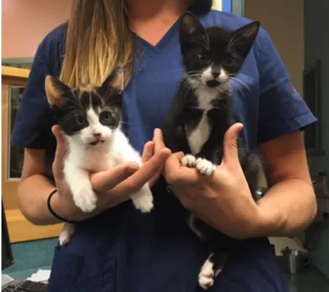 Woman with two cute kittens