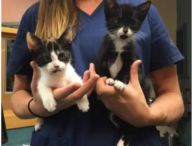 Woman with two cute kittens