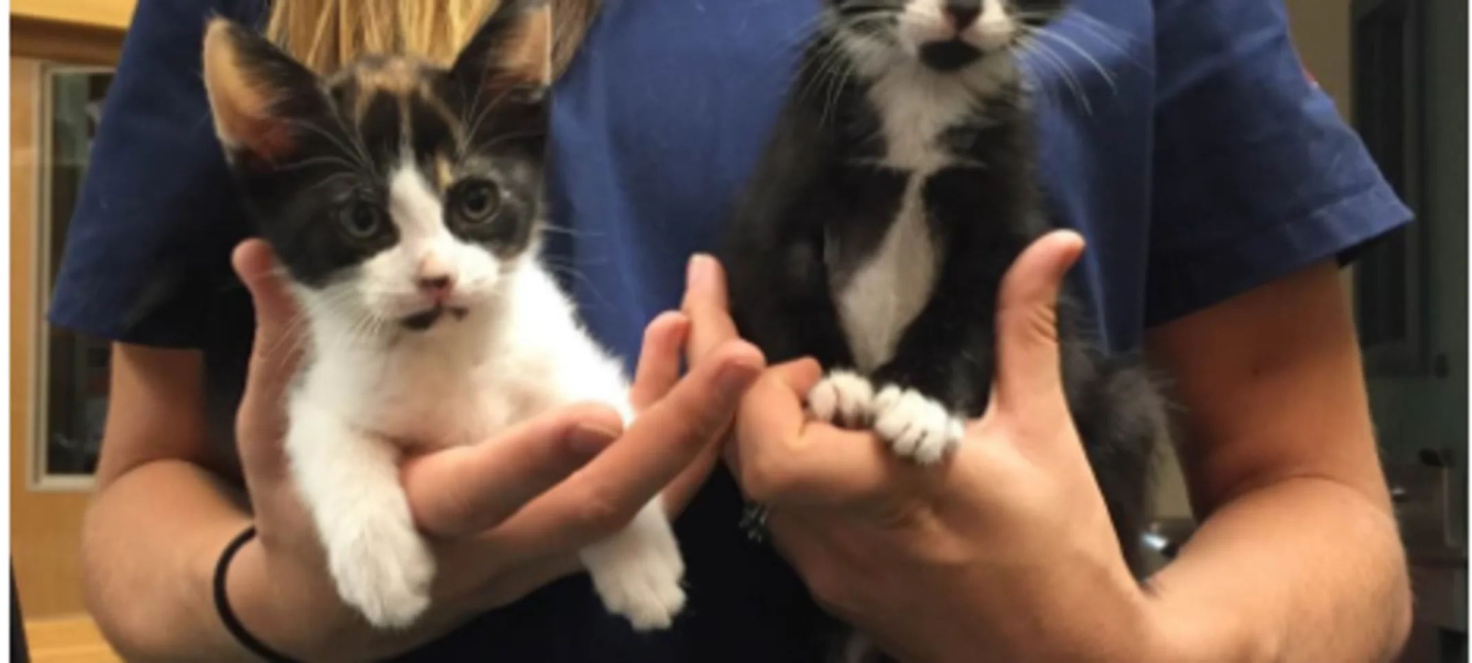 Woman with two cute kittens Woman with two cute kittens