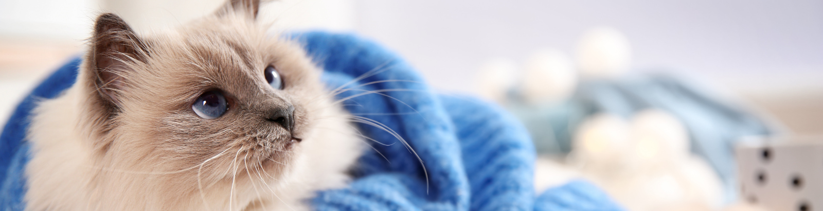 Cat lying down covered by a blue blanket