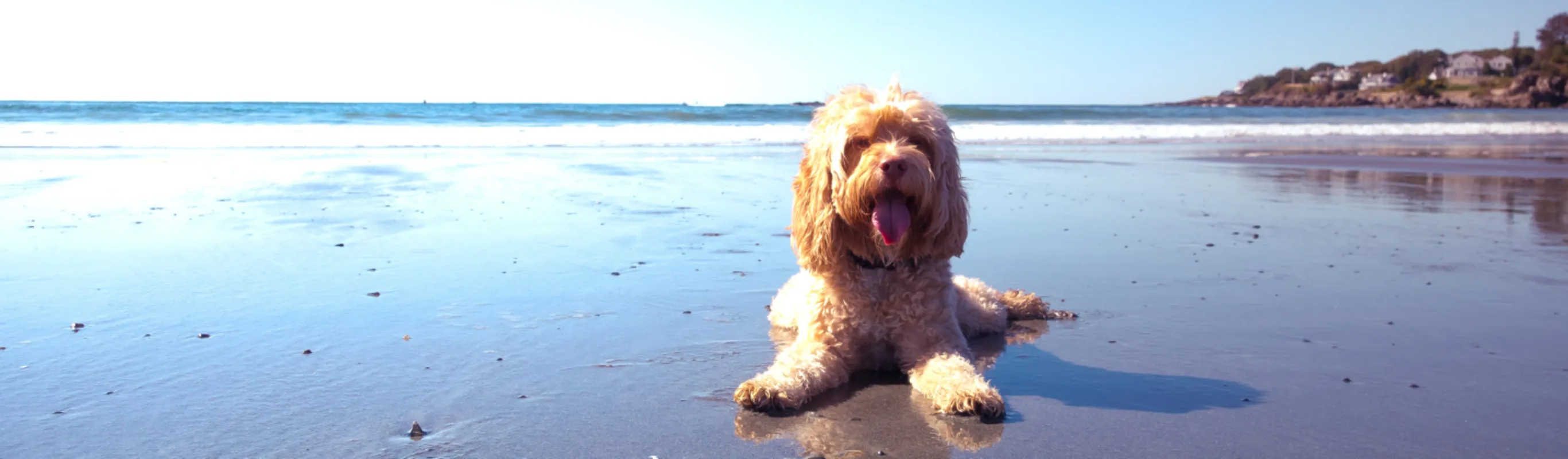 Goldendoodle sitting on beach