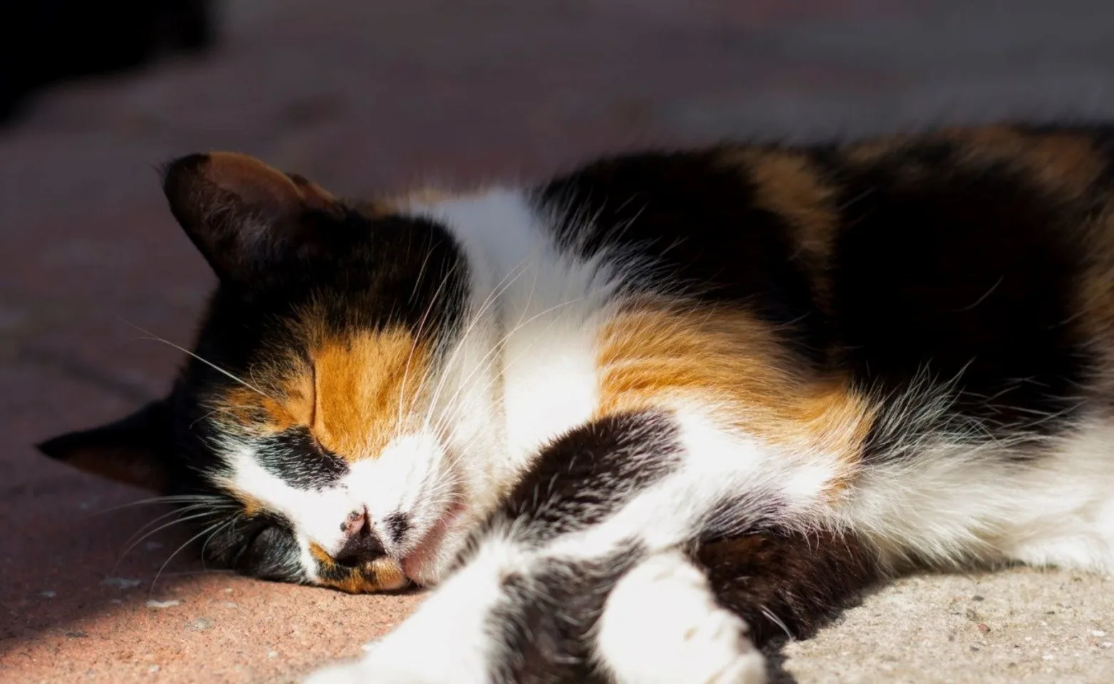 Calico cat sleeping Calico cat sleeping