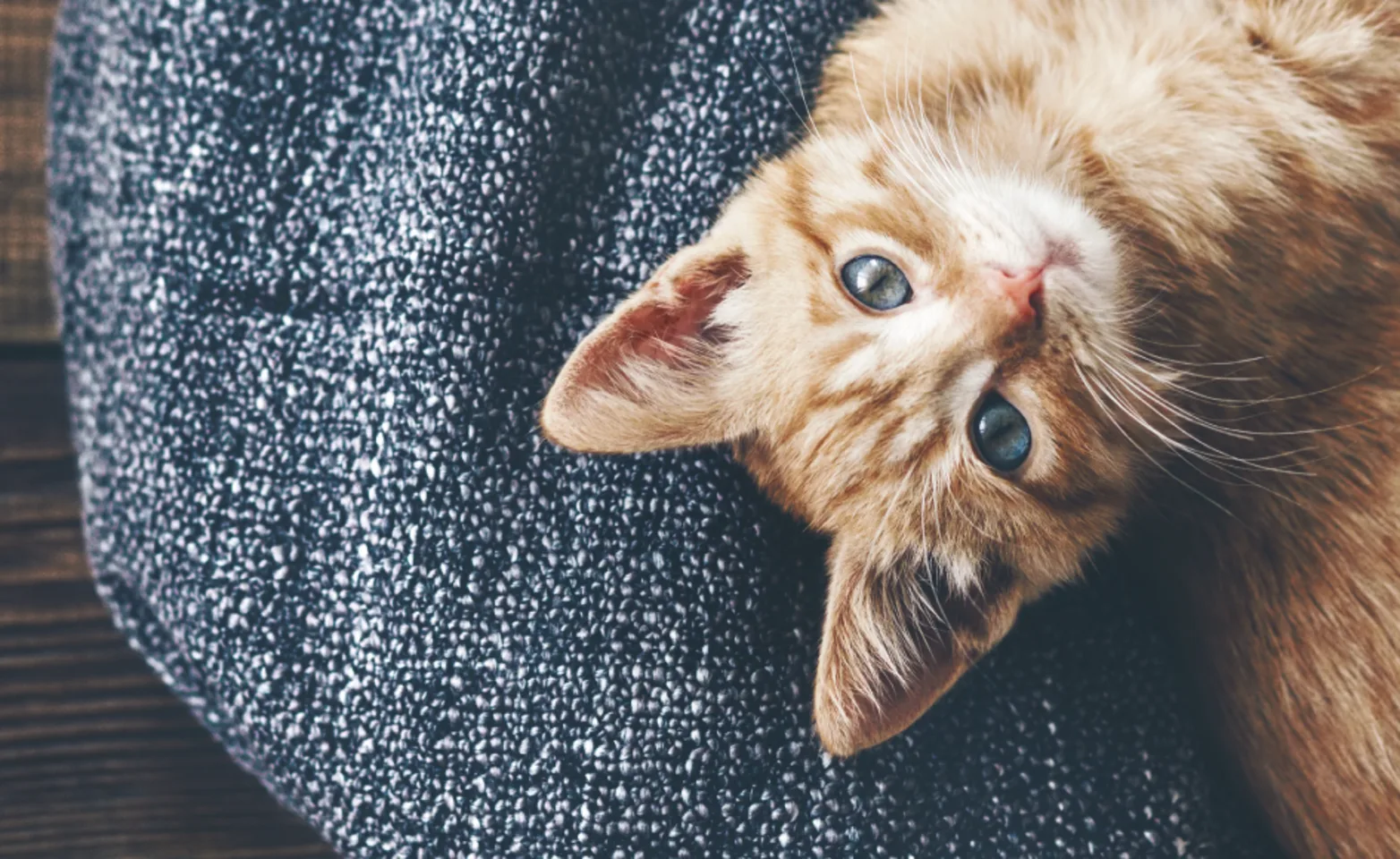 Cat laying on blanket and looking up Cat laying on blanket and looking up
