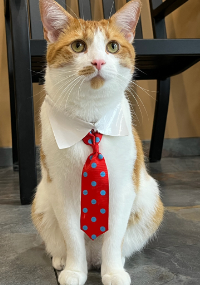 Orange and white cat wearing a red and blue tie