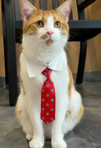 Orange and white cat wearing a red and blue tie