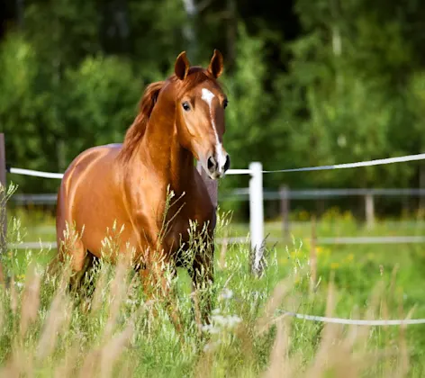 Red horse runs trot on the nature background