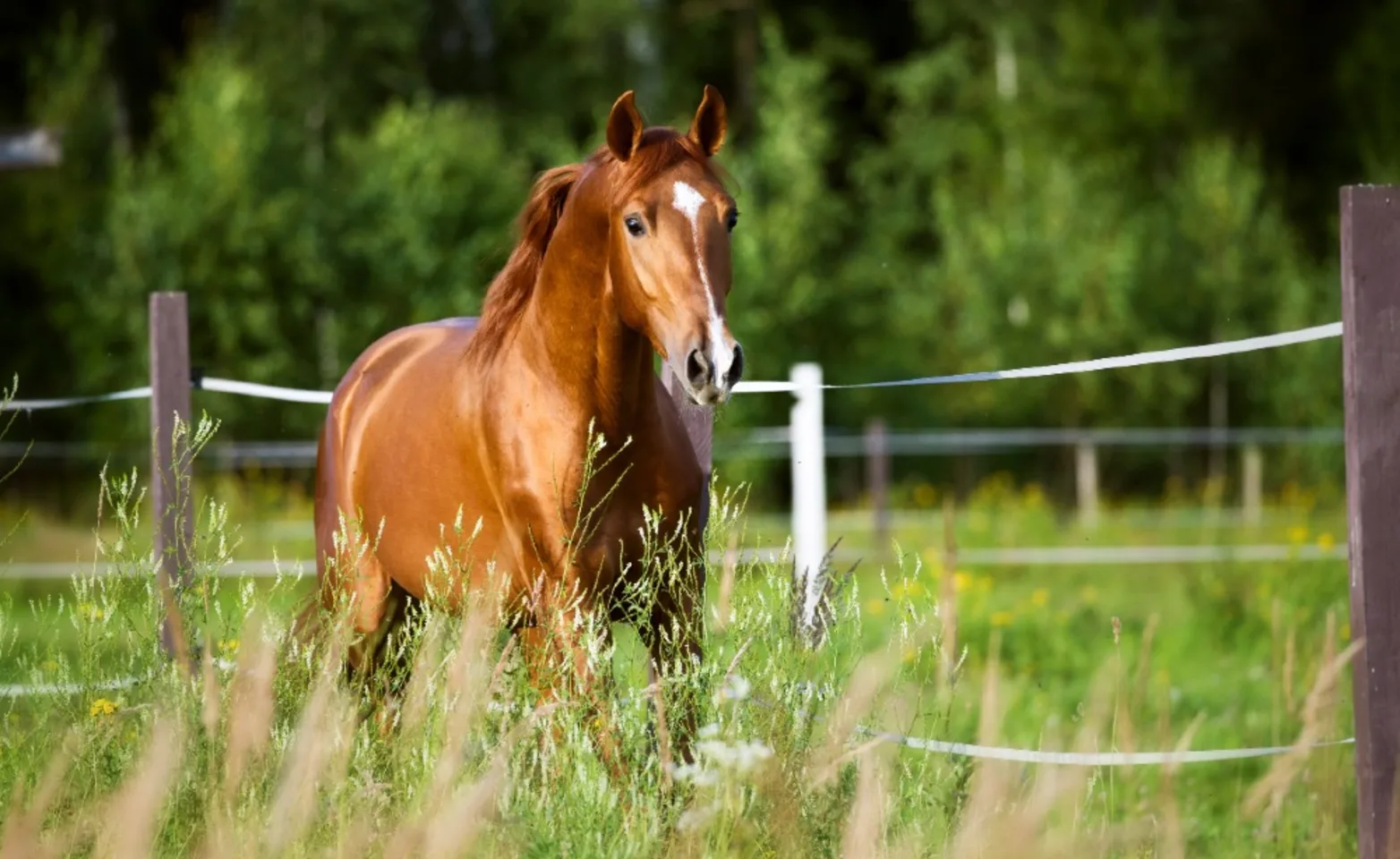 Red horse runs trot on the nature background Red horse runs trot on the nature background