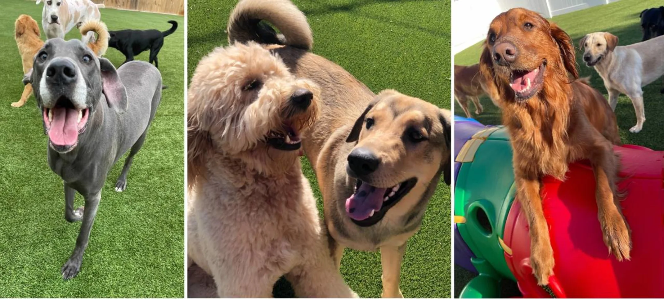 Happy dogs at Lafayette Veterinary Care Clinic's The Playground. Happy dogs at Lafayette Veterinary Care Clinic's The Playground.