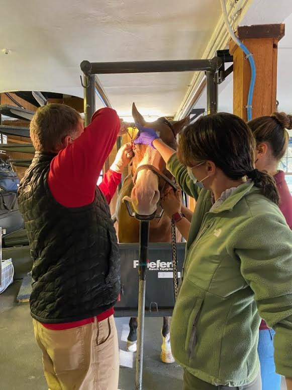 Multiple veterinarians and assistants performing standing surgery on a horse