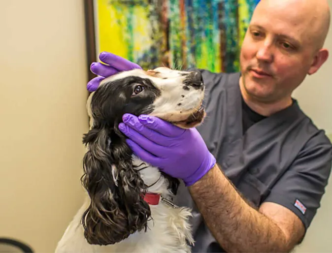 Veterinarian examining a black and white dog's teeth Veterinarian examining a black and white dog's teeth