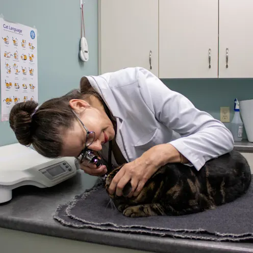 IW Cat Exam IW Cat Exam