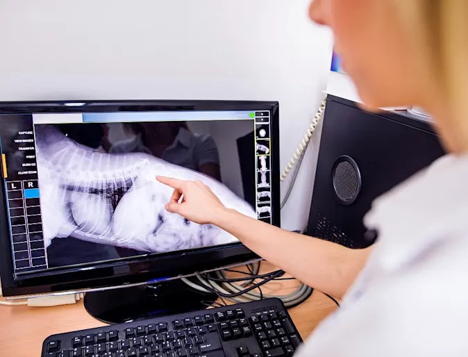 Vet with X-ray Vet with X-ray