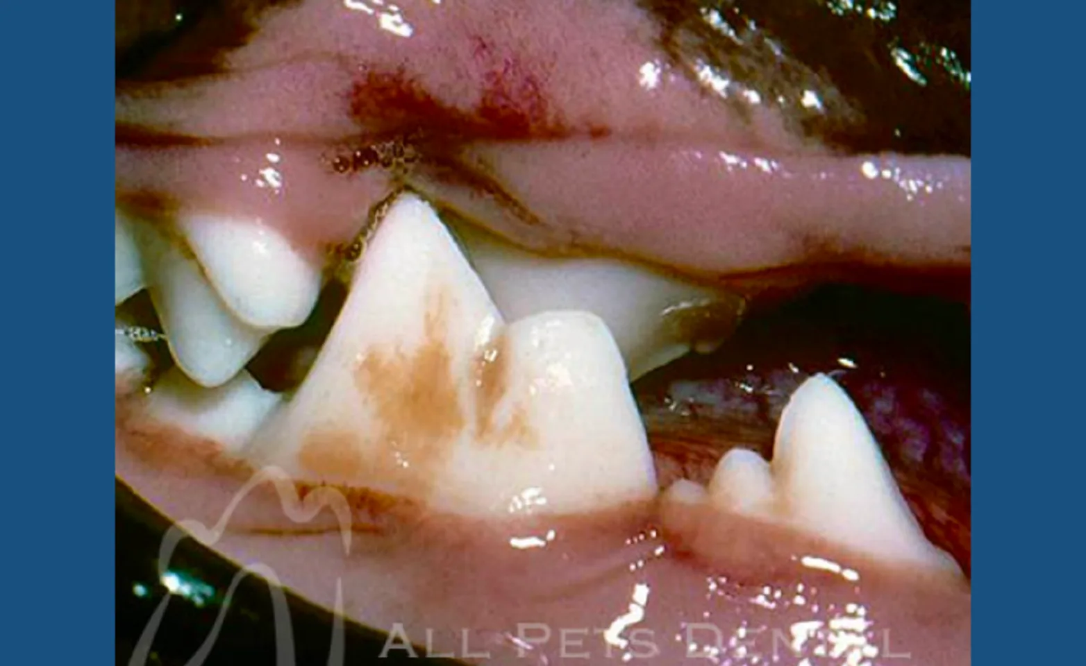 Caudal Crossbite Caudal Crossbite