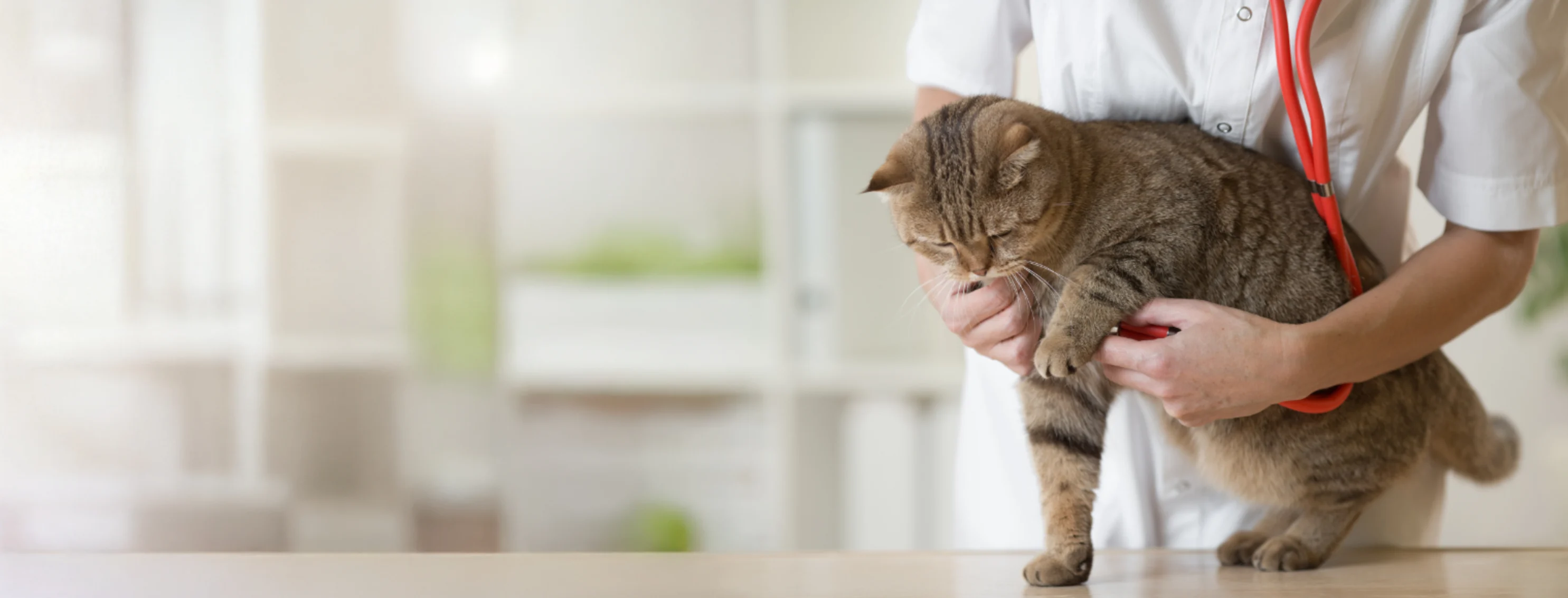 Brown Cat in Veterinarian's Hands Brown Cat in Veterinarian's Hands