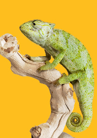 Chameleon on a tree branch