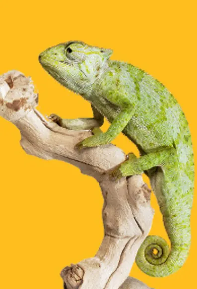 Chameleon on a tree branch Chameleon on a tree branch