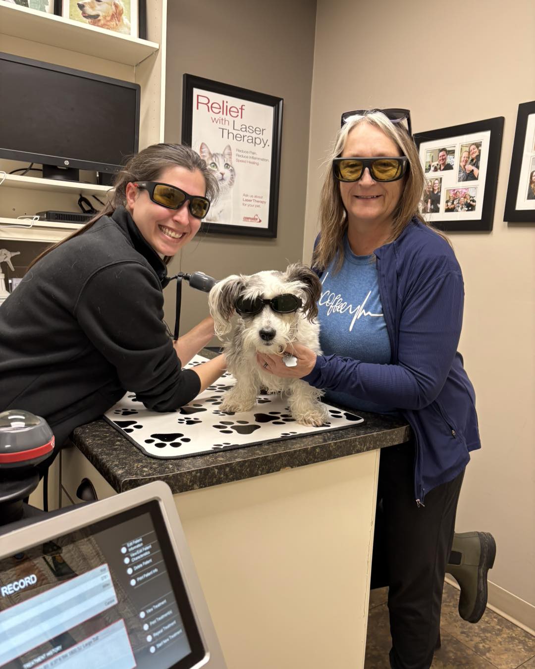 laser dog
