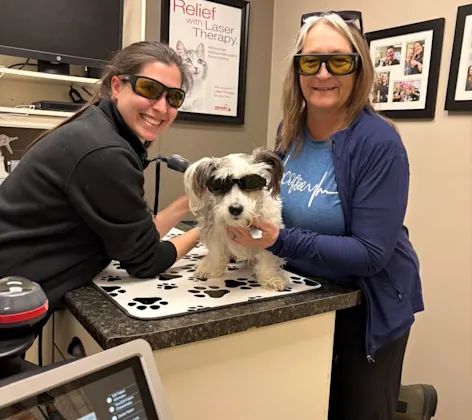 laser dog laser dog