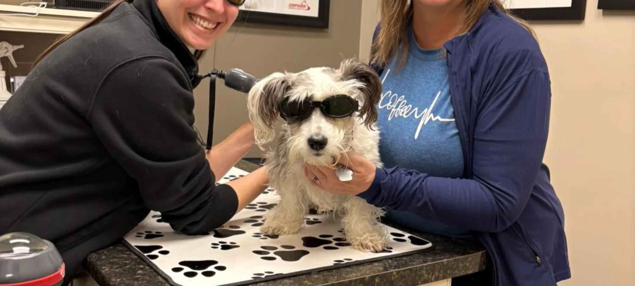 laser dog laser dog