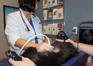 Closeup of one of our staff members performing an ultrasound on a pet