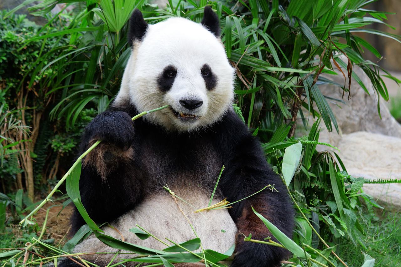 What is a group of pandas called? The embarrassing reality