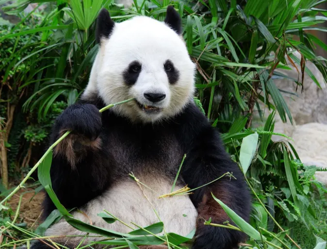 Panda eating leaves.