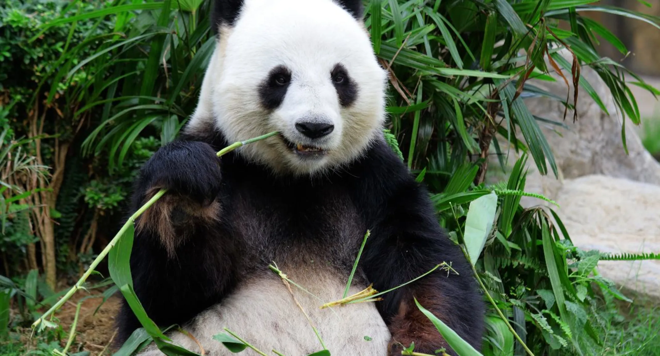 Panda eating leaves.