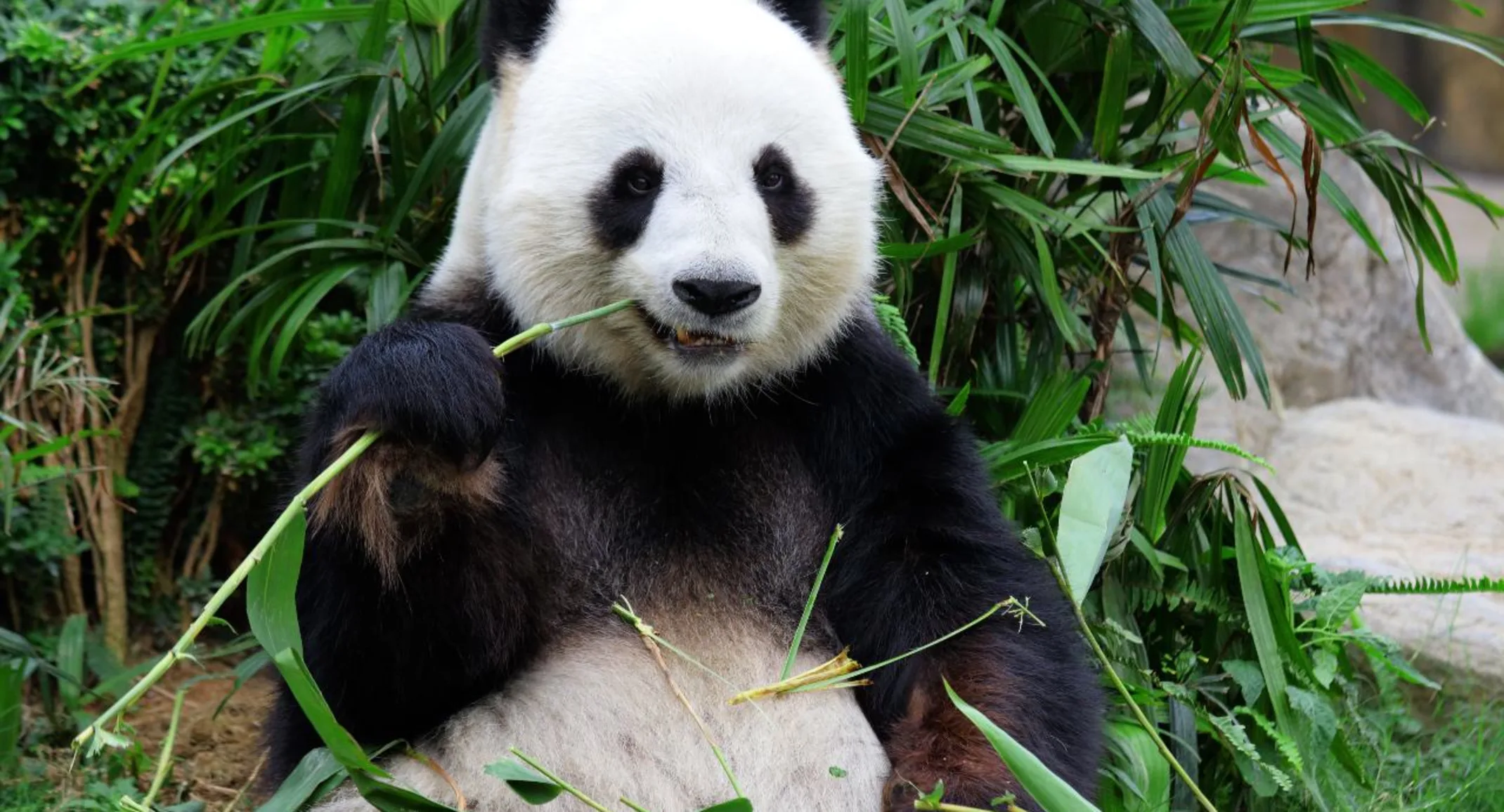 Panda giganti | Care Animal Hospital