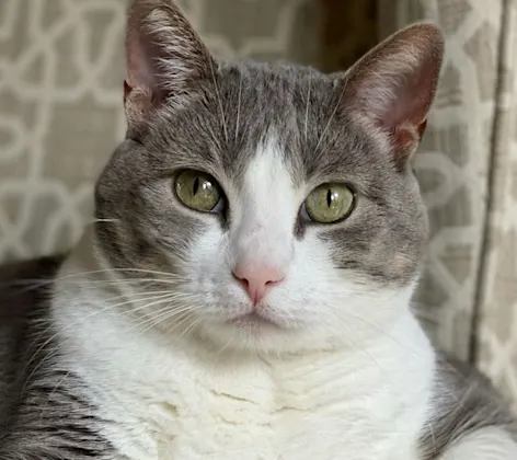 grey and white cat grey and white cat