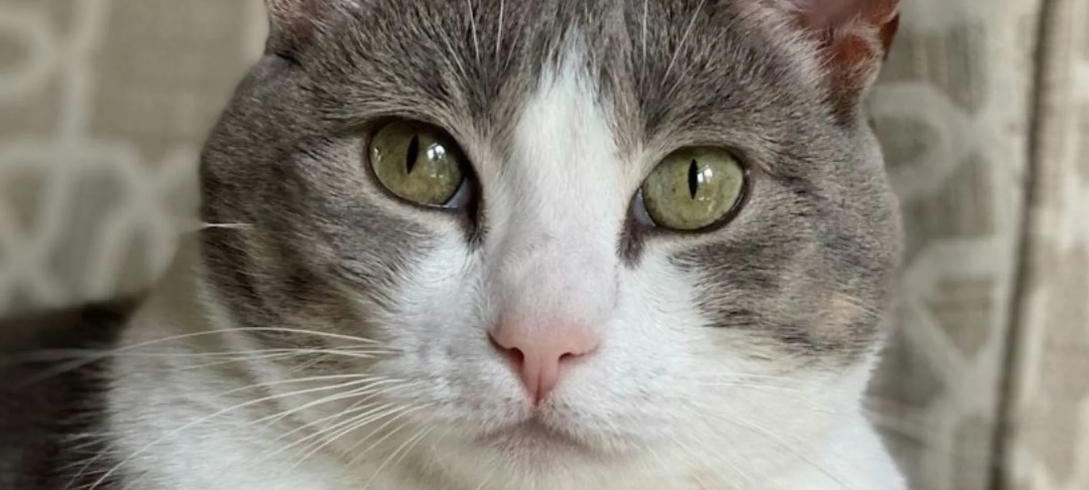 grey and white cat grey and white cat