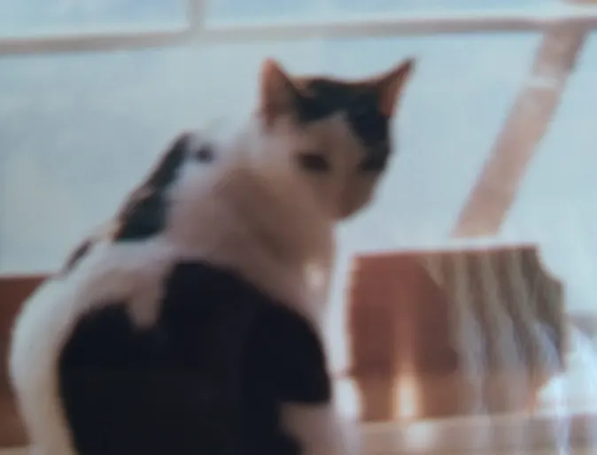 Sarah the cat Sarah the cat