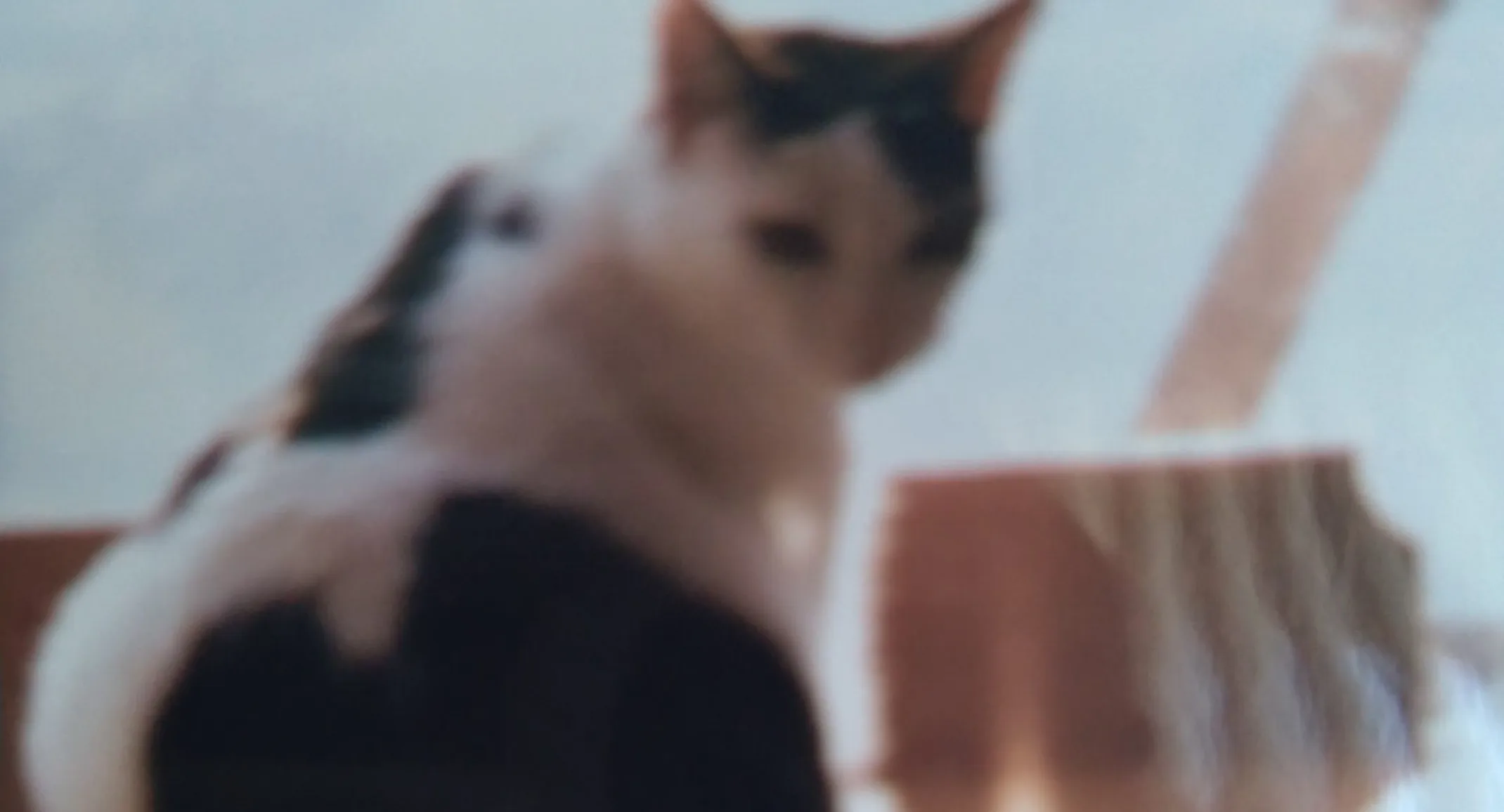 Sarah the cat Sarah the cat