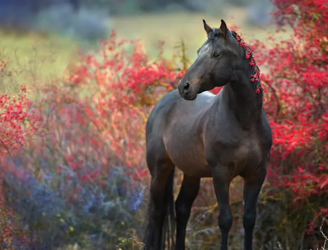 Horse Equine Red Berries Standing Horse Equine Red Berries Standing