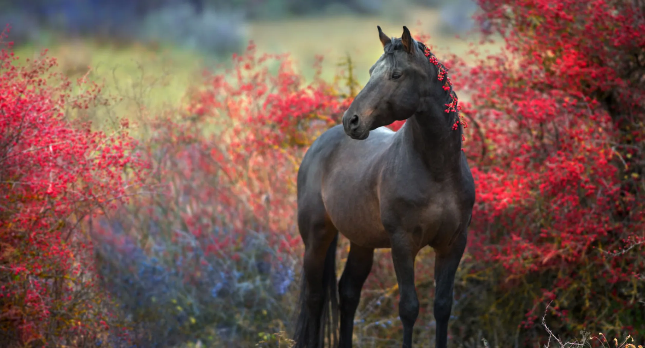 Horse Equine Red Berries Standing Horse Equine Red Berries Standing