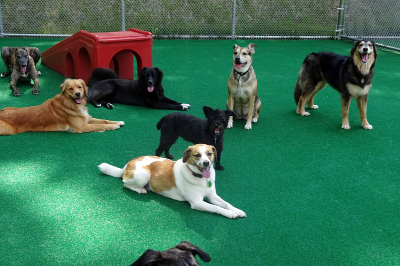 dogs laying in the outdoor play area