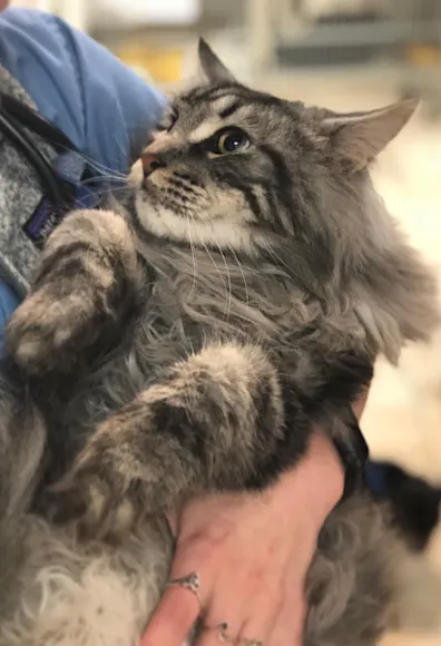 Cat being held by a veterinarian Cat being held by a veterinarian