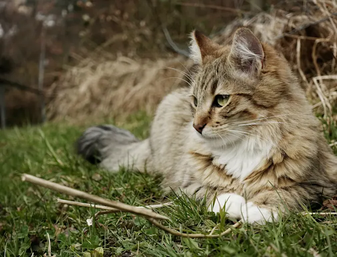 Long-haired cat on grass Long-haired cat on grass