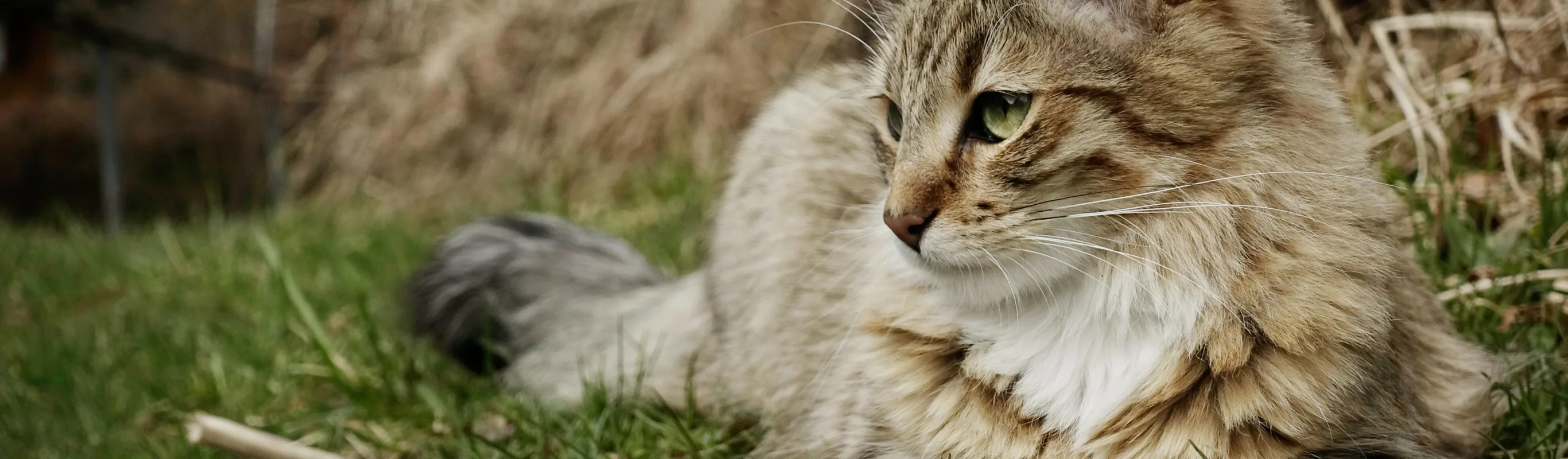 Long-haired cat on grass