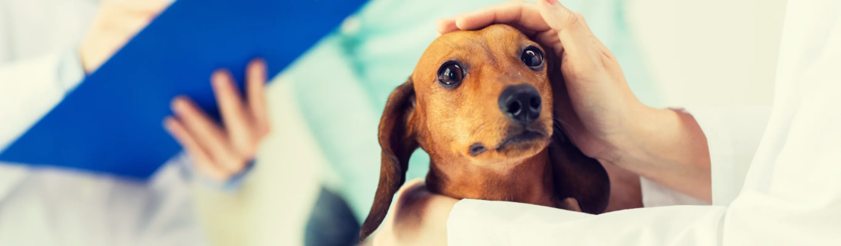 Dog receiving a check up