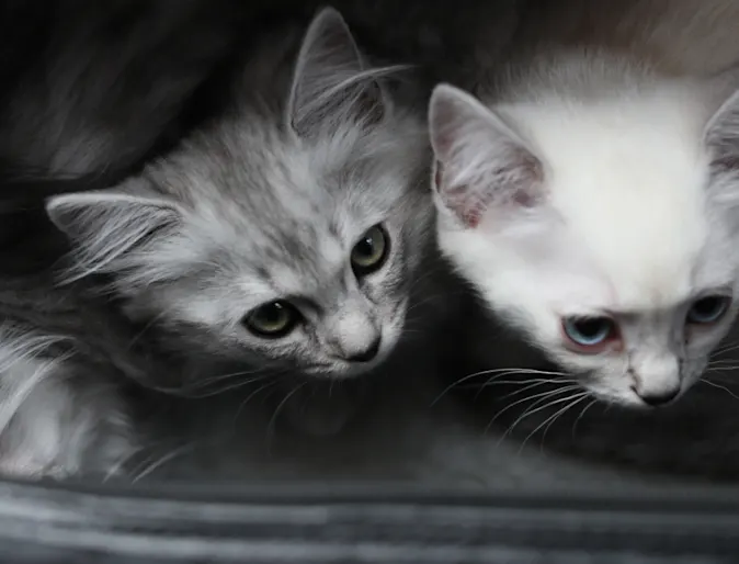 Kittens in a carrier Kittens in a carrier