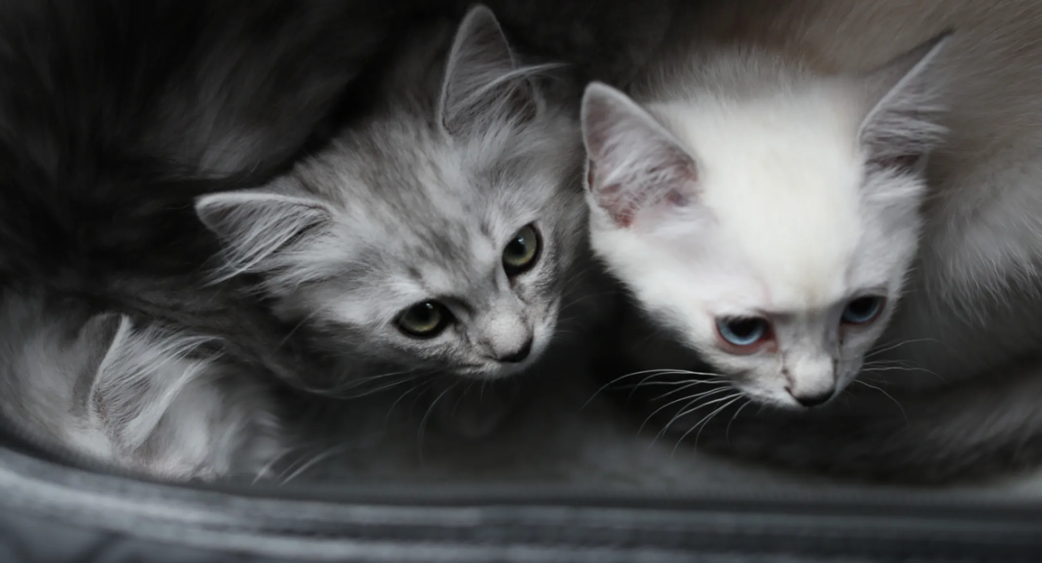 Kittens in a carrier Kittens in a carrier