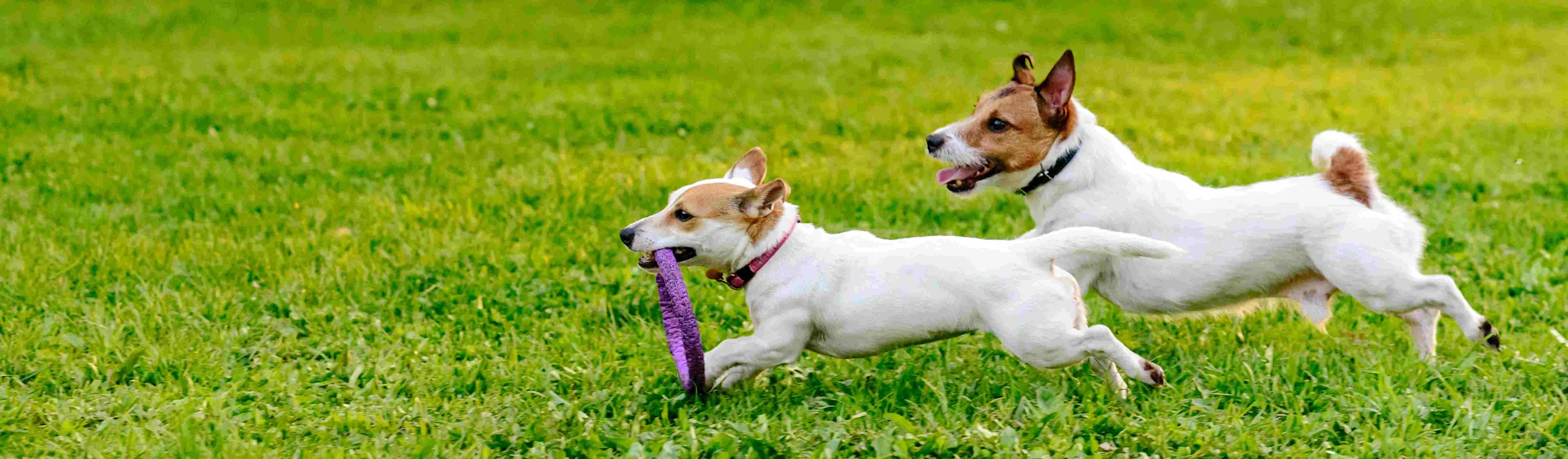 Two dogs running in a grassy field with a toy. Two dogs running in a grassy field with a toy.