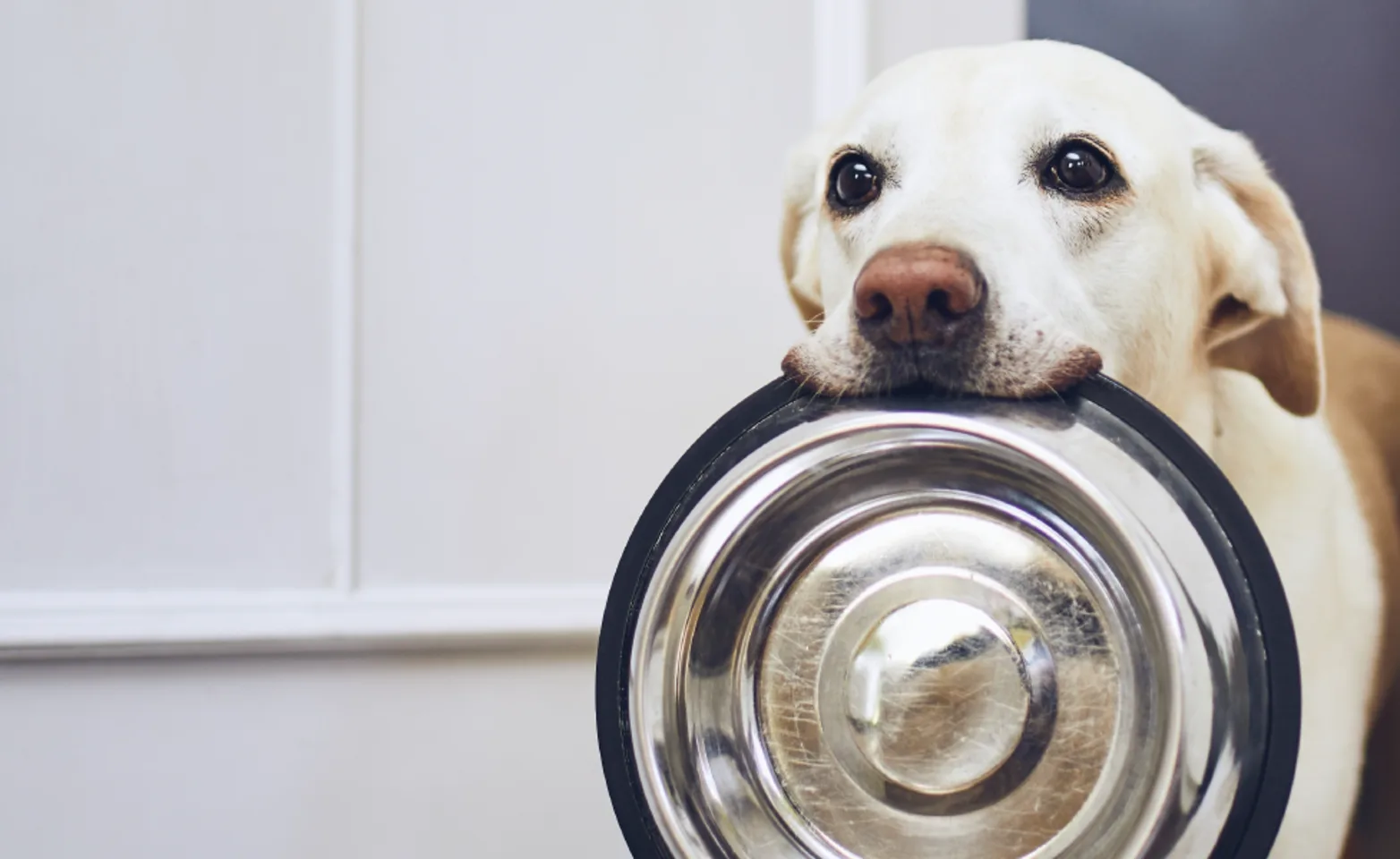 Dog at home with bowl in mouth Dog at home with bowl in mouth
